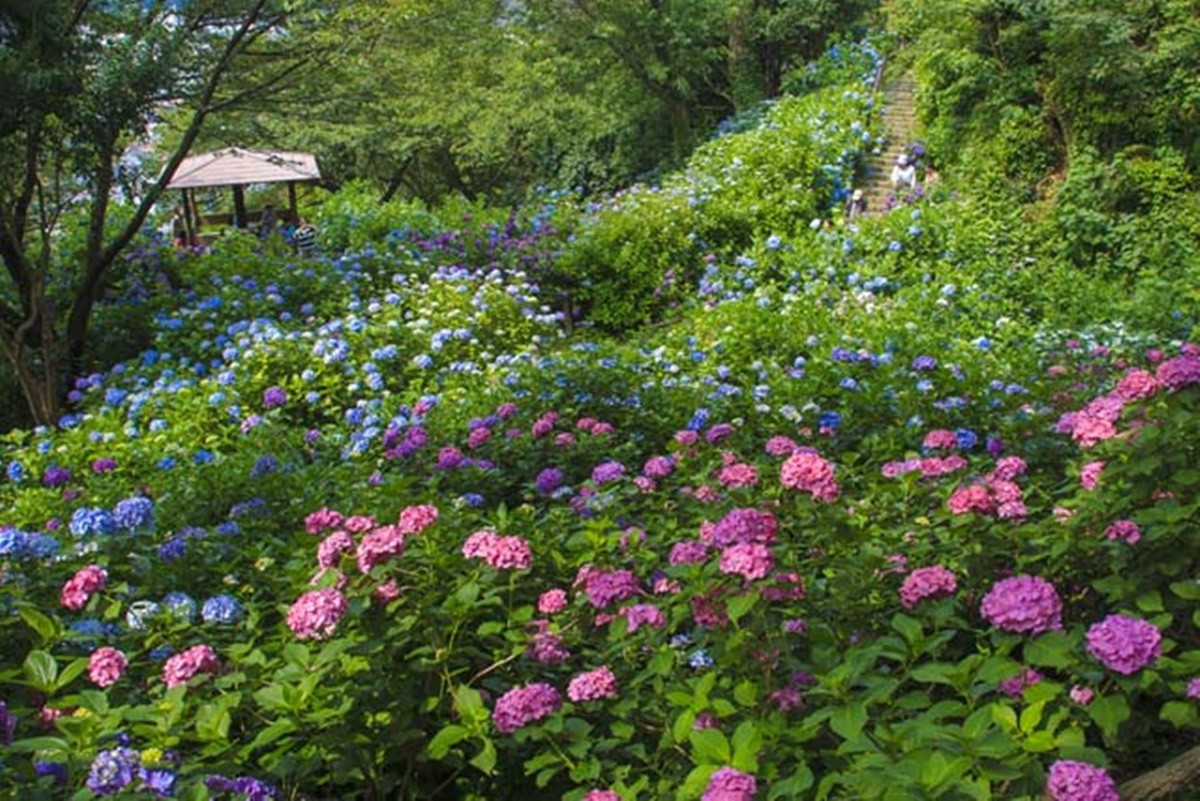在日本静岡縣的「下田公園」欣賞當季盛開的花卉！